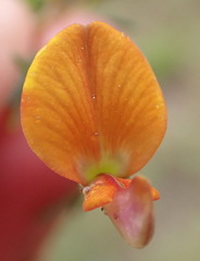 Aspalathus biflora longicarpa