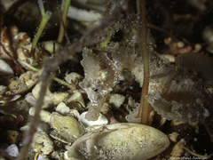 Hippocampus hippocampus