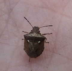 Eysarcoris aeneus