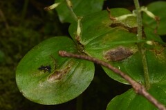 Neottia banksiana