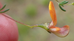 Aspalathus biflora longicarpa