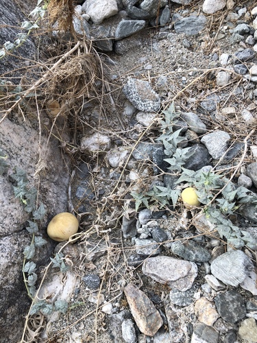 iNaturalist observation photo of coyote melon