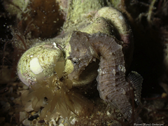 Hippocampus hippocampus