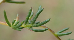 Aspalathus biflora longicarpa