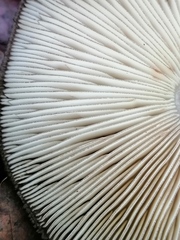 Pluteus