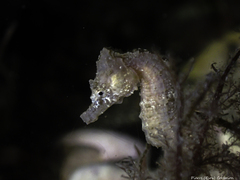 Hippocampus hippocampus