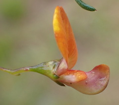 Aspalathus biflora longicarpa