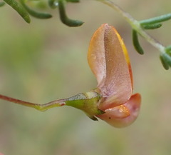 Aspalathus biflora longicarpa
