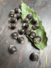 Quercus montana