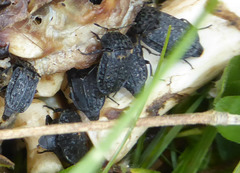 Thanatophilus rugosus