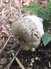 Agaricineae