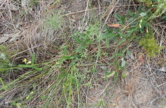 Rhynchosia leucoscias