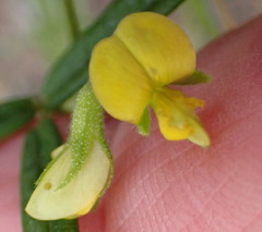 Rhynchosia leucoscias