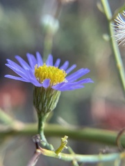 Erigeron foliosus