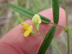Rhynchosia leucoscias