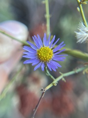Erigeron foliosus