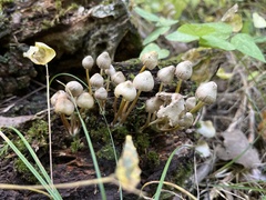 Mycena epipterygia