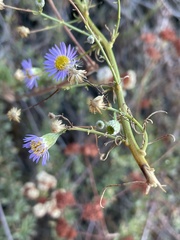 Erigeron foliosus