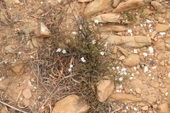 Jamesbrittenia aspalathoides