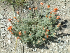 Sphaeralcea coccinea