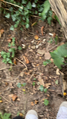 Hydrophyllum canadense