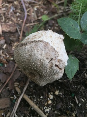 Agaricineae