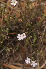 Jamesbrittenia aspalathoides