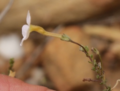 Jamesbrittenia aspalathoides