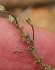 Jamesbrittenia aspalathoides