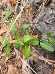 Vinca major