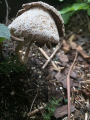 Agaricineae