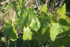 Colomerus vitis