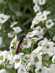 Sphecodes