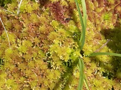 Sphagnum capillifolium
