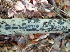 Biscogniauxia nummularia