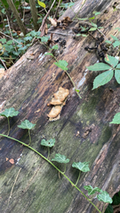 Ductifera pululahuana