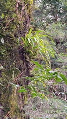 Prosthechea squalida