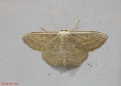 Scopula inductata