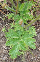 Pelargonium lobatum