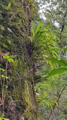 Prosthechea squalida