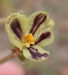 Pelargonium lobatum