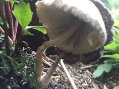 Agaricineae
