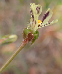 Pelargonium lobatum