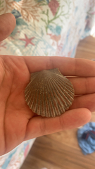 Argopecten irradians