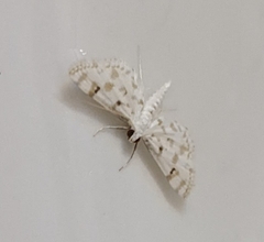 Parapoynx diminutalis