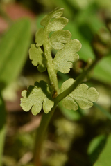 Botrychium pinnatum image
