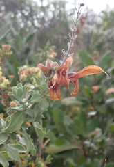Salvia aurea
