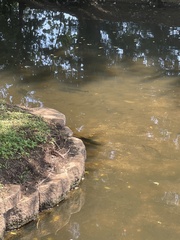 Micropterus salmoides