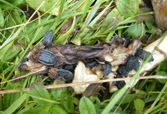 Thanatophilus rugosus