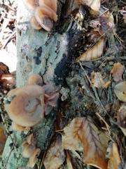 Auricularia auricula-judae